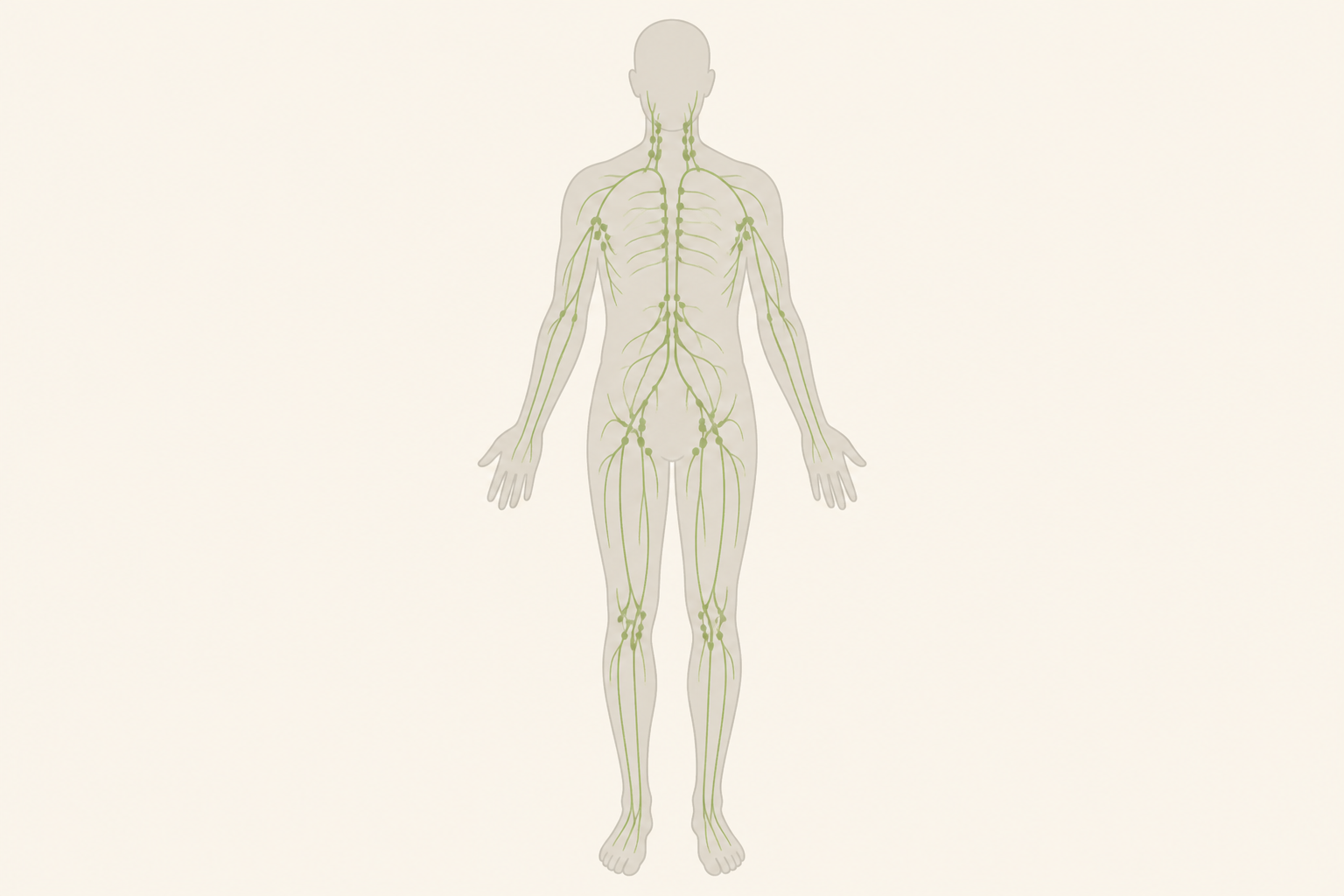 schema-systeme-lymphatique-hiwbi.png